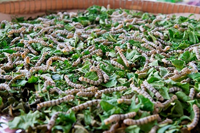 Zijderupsen eten moerbeibladeren
